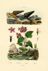 Trubkový šnek, 1833-39